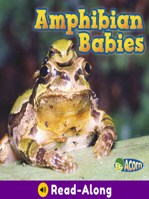 cover image of Amphibian Babies